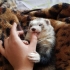 Jak odzwyczaić fretkę od gryzienia w domu?